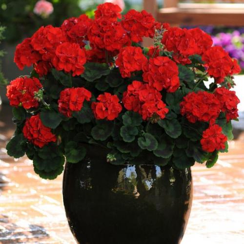 Виды пеларгоний?   По вашим просьбам. 01