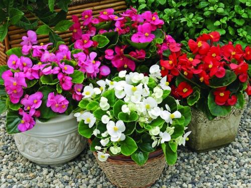 Его прозвали Ванька Мокрый за то, что на краях листьев выступают пятна густой сахаристой жидкости. 04