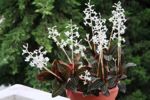 Роскошная листва 