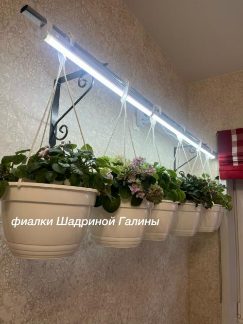 Добрый вечер!  В прошлом году трейлеры стремительно в мою фиалочную жизнь ворвались. 01