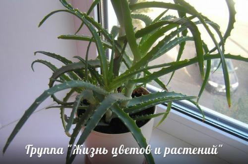 Что вы об алоэ знаете? 02