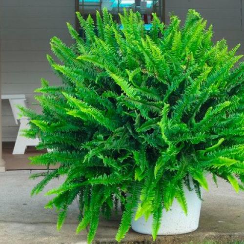 Нефролепис - это комнатный папоротник. 01