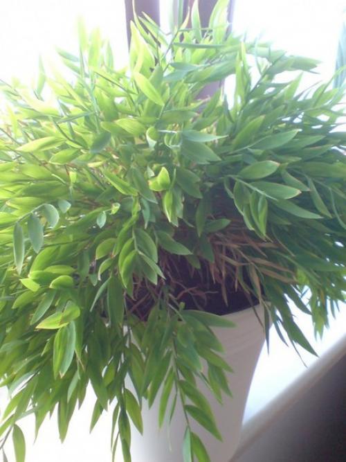 Мини - бамбук погонатерум? 06