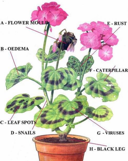 Виды пеларгоний?   По вашим просьбам. 03