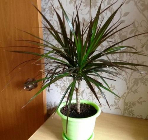 Драцена защитит дом от бед, если найти ей правильное место. 01