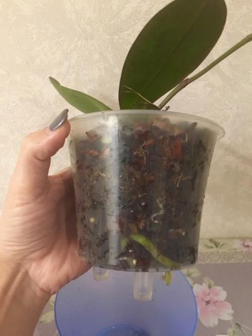 Как правильно поливать орхидею? 02