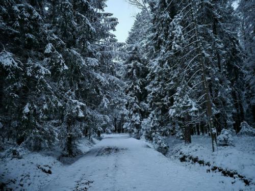 Лев, кентавры и шашлык. 07