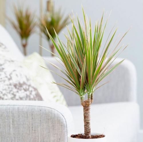 6 испытаний, которые драцена может не пережить - ухаживаем за растением правильно. 01