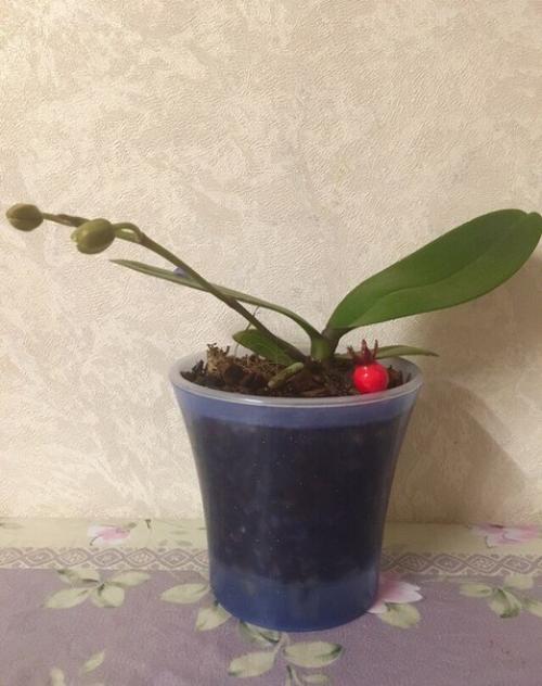 Как правильно поливать орхидею? 01