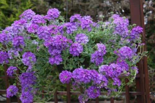 8 красивых ампельных растений для сада. 04