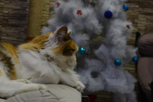 А у вас дома еще стоит елочка? 01