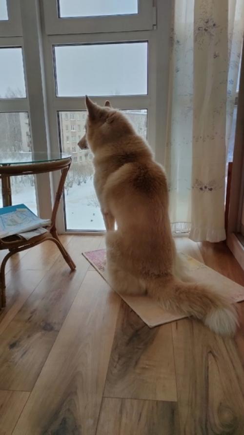 Это мелон. Ему 7 лет. 01