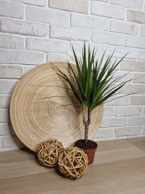 6 испытаний, которые драцена может не пережить - ухаживаем за растением правильно. 03