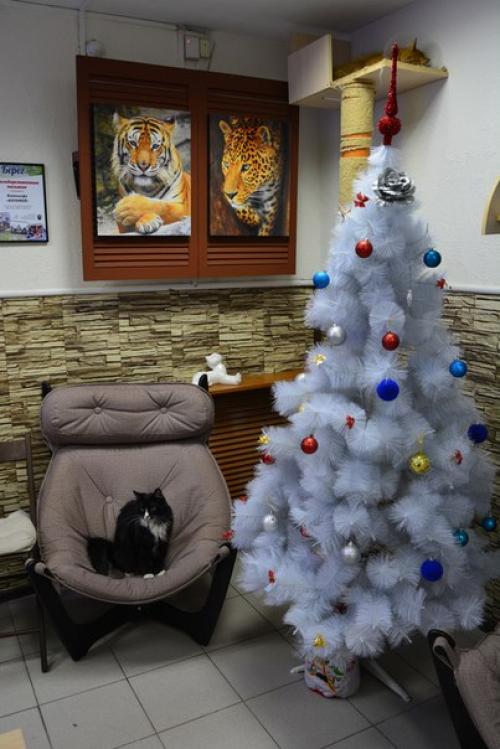 А у вас дома еще стоит елочка? 02