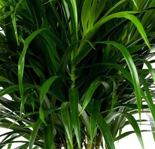 Драцена защитит дом от бед, если найти ей правильное место. 04