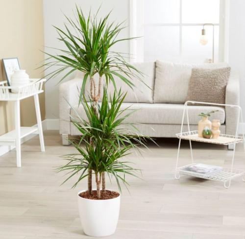 6 испытаний, которые драцена может не пережить - ухаживаем за растением правильно. 02