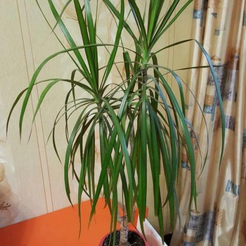 Драцена защитит дом от бед, если найти ей правильное место. 02