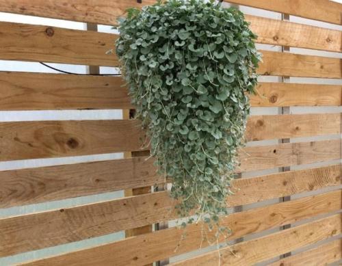 8 красивых ампельных растений для сада. 06