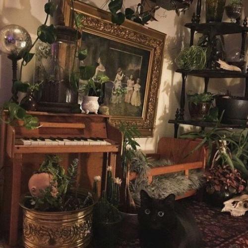 Фитодекор дома.  Использование разнообразных растений в интерьере помогает сделать дом не только интересным и привлекательным, но и комфортным. 03
