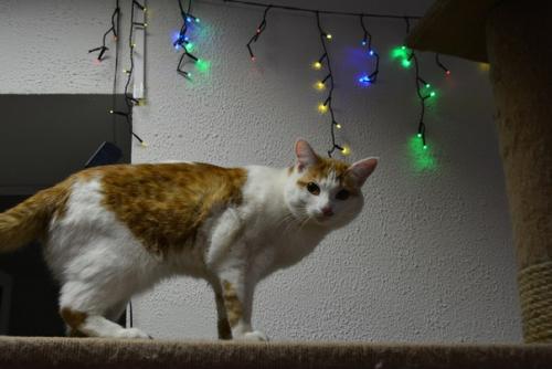 А у вас дома еще стоит елочка? 03