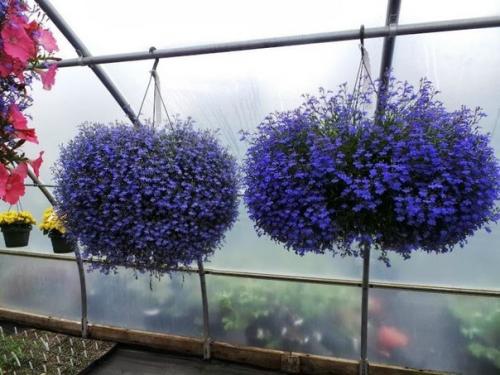 8 красивых ампельных растений для сада. 03