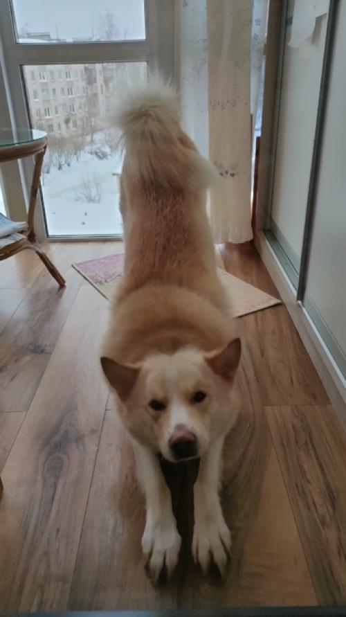 Это мелон. Ему 7 лет. 02