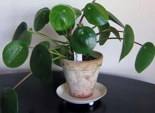 Здесь будет сад: 10 лучших растений для малогабаритки. 08