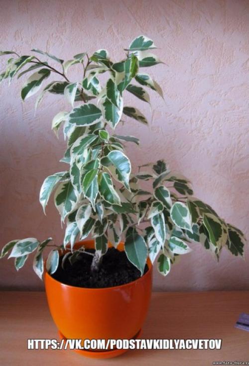 Почему не растет фикус бенджамина? 03 Почему не растет фикус бенджамина? 03