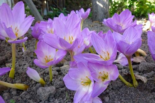 Безвременник (безвременник осенний, колхикум? 04 Безвременник (безвременник осенний, колхикум? 04