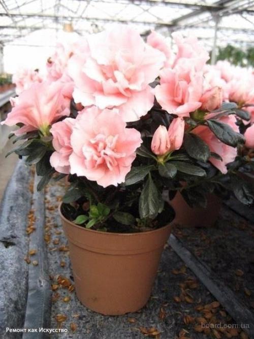 Растения - кондиционеры.

О пользе домашних растений можно говорить бесконечно.  