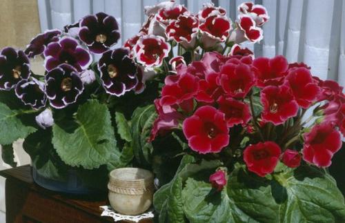 Как сохранить клубни глоксинии? 04