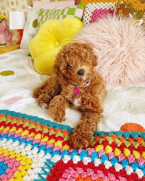 Попробуйте не зажмуриться, глядя на этот красочный интерьер! 02