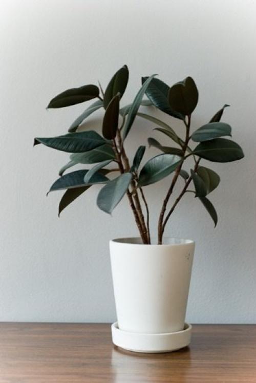 Здесь будет сад: 10 лучших растений для малогабаритки. 07