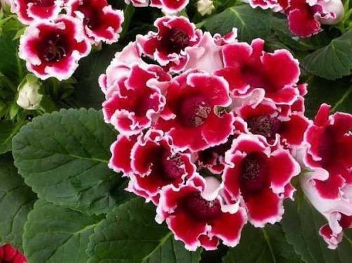 Как сохранить клубни глоксинии? 03