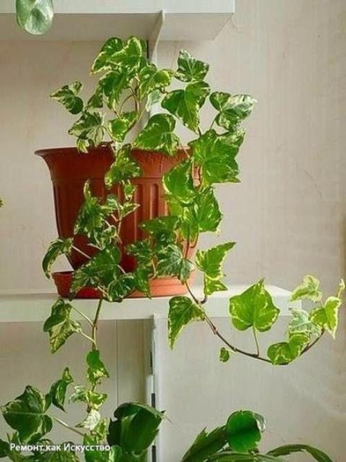 Растения - кондиционеры.  О пользе домашних растений можно говорить бесконечно. 01