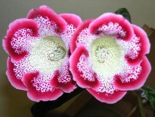 Как сохранить клубни глоксинии? 06