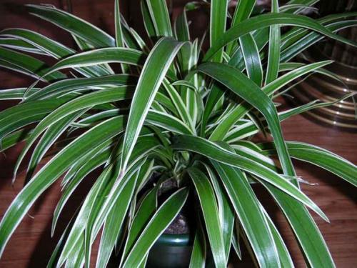 Топ - 10 комнатных растений, которым нужен минимальный уход. 01