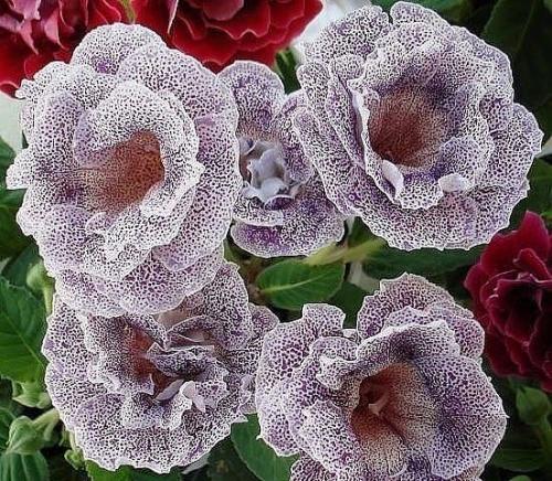 Как сохранить клубни глоксинии? 02