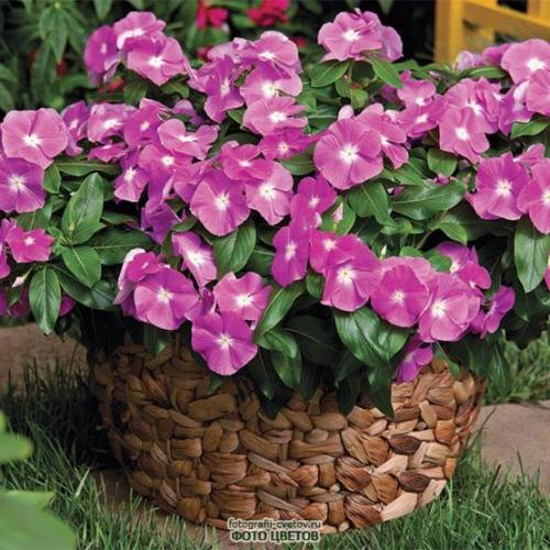 Секреты выращивания катарантуса в саду и квартире? 06