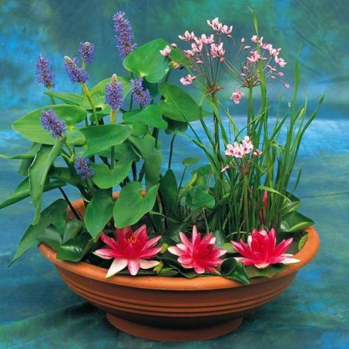 Комнатные растения растущие в ВОДЕ? 07