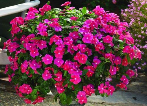 Секреты выращивания катарантуса в саду и квартире? 03