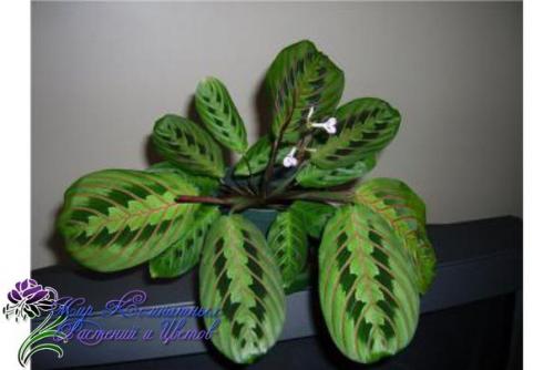 Маранта?   Маранта (Maranta) - декоративно - лиственное комнатное растение, относится к семейству марантовых. 01