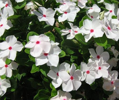 Секреты выращивания катарантуса в саду и квартире? 05