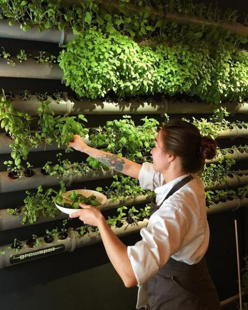 10 самых зелёных кафе Петербурга. 04