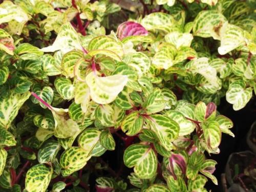 Ирезине хербста (Iresine Herbstii). 04