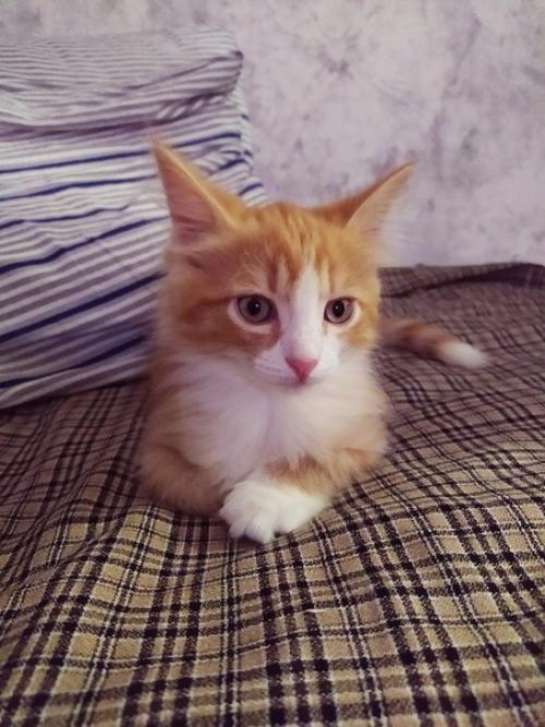 Пермь. Начинающий дизайнер василий ищет дом. 01 Пермь. Начинающий дизайнер василий ищет дом. 01