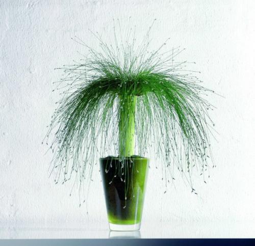 Комнатные растения растущие в ВОДЕ? 06