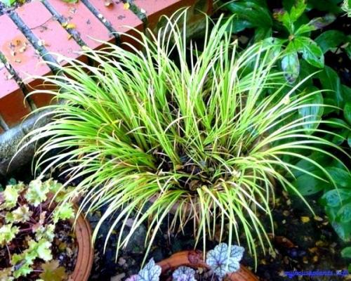 Комнатные растения растущие в ВОДЕ? 01