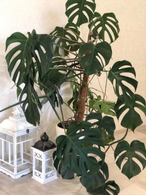 Цветы служат для украшения и Оживления помещения - бесспорный факт. 05