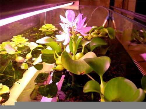 Комнатные растения растущие в ВОДЕ? 05